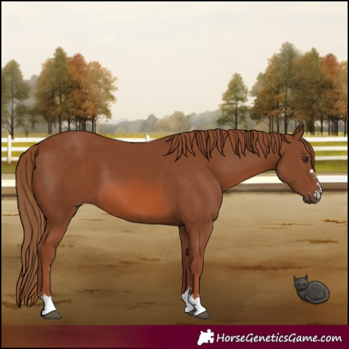 Horse Color:Chestnut 