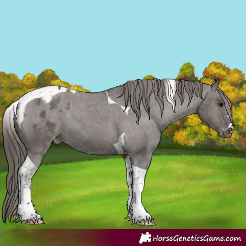 Horse Color:Smoky Grullo Tobiano Blanket
