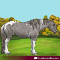 Horse Color:Smoky Grullo Tobiano Blanket 