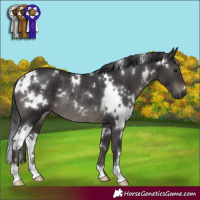 Horse Color:White Spotted Smoky Black Rabicano 