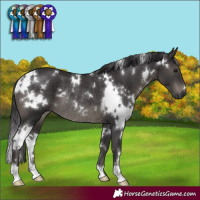 Horse Color:White Spotted Smoky Black Rabicano