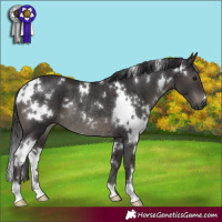 Horse Color:White Spotted Smoky Black Rabicano