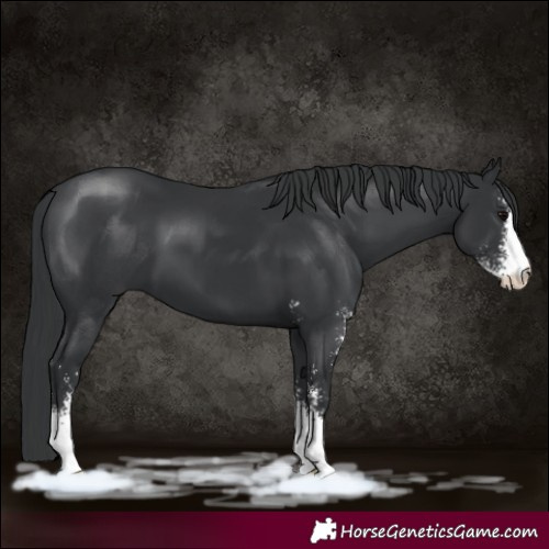 Horse Color:Black Sabino 