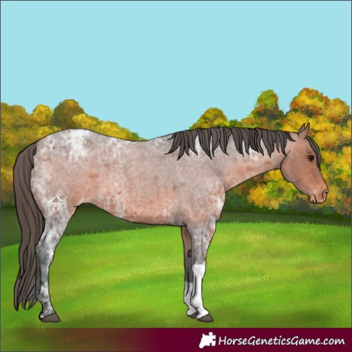 Horse Color:Bay Ice Roan Tobiano Appaloosa Rabicano