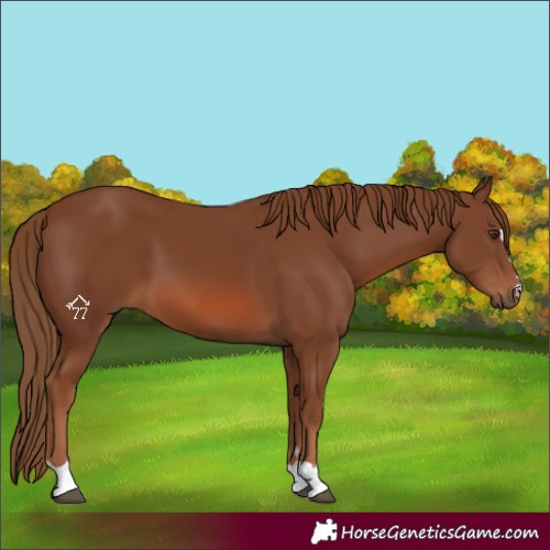 Horse Color:Chestnut 