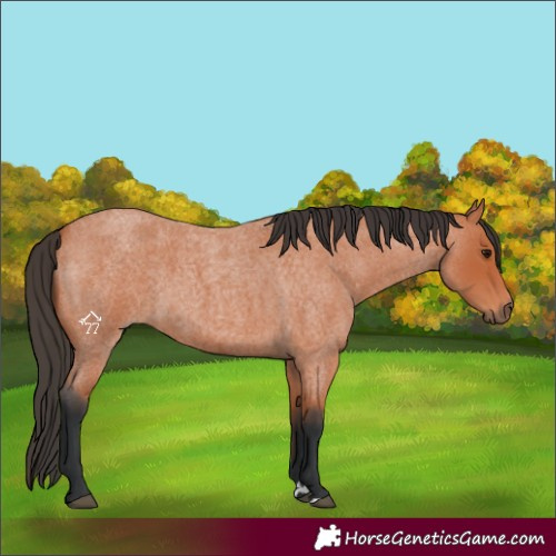 Horse Color:Bay Roan