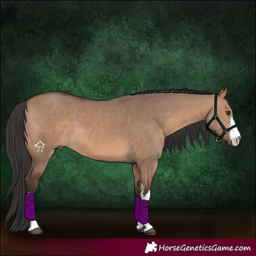 Horse Color:White Spotted Brown Dun