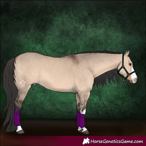 Horse Color:White Spotted Brown Dun