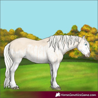Horse Color:Cremello Splash  and Cremello Splash 