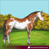 Horse Color:Bay Sabino Frame 