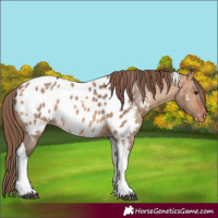 Horse Color:Bay Dun Tobiano Near Leopard Rabicano 