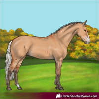 Horse Color:Silver Bay Dun Sabino 
