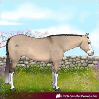 Horse Color:Bay Dun Splash 