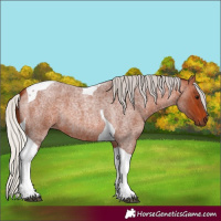 Horse Color:Silver Bay Roan Tobiano 