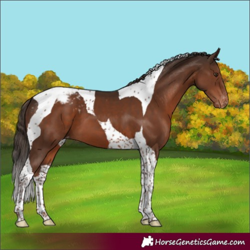 Horse Color:Liver Chestnut Tobiano Varnish
