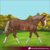 Horse Color:Chestnut Appaloosa 