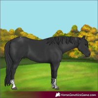 Horse Color:Black  and Black Tobiano 