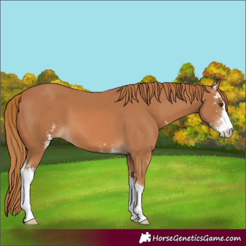Horse Color:Chestnut Sabino