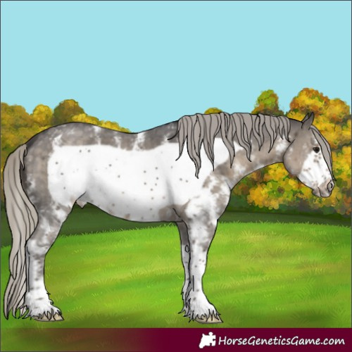 Horse Color:Silver Smoky Black Sabino Frame