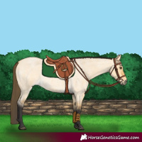 Horse Color:Buckskin Roan Dun 