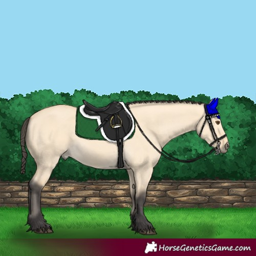 Horse Color:Buckskin Dun 