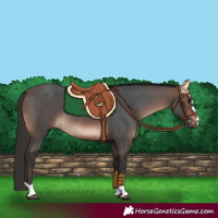 Horse Color:Brown 