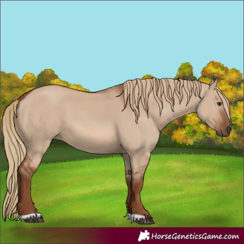 Horse Color:Red Dun