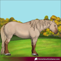 Horse Color:Red Dun 