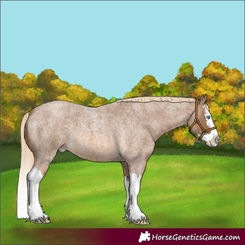 Horse Color:Chocolate Palomino Roan Splash 