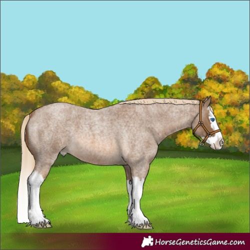 Horse Color:Chocolate Palomino Roan Splash 