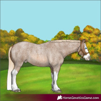 Horse Color:Chocolate Palomino Roan Splash