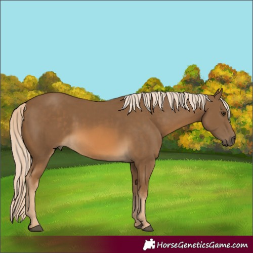 Horse Color:Chocolate Palomino 