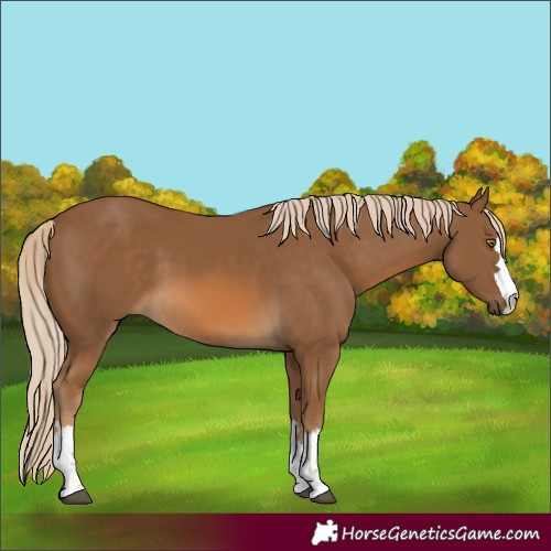 Horse Color:Chocolate Palomino 