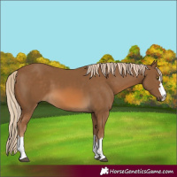 Horse Color:Chocolate Palomino 