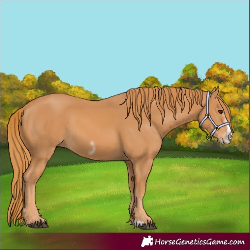 Horse Color:Chestnut Frame