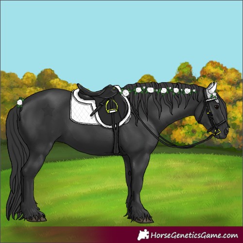 Horse Color:Black 