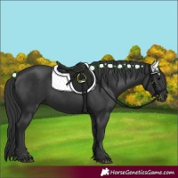 Horse Color:Black 