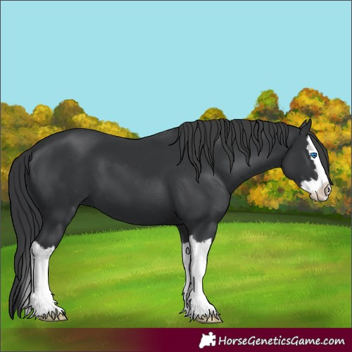 Horse Color:Unknown 