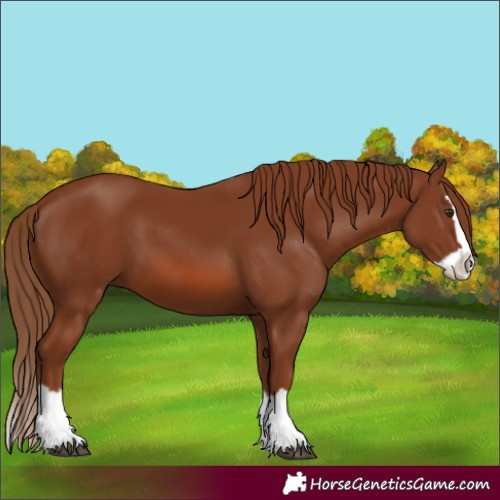 Horse Color:Unknown 