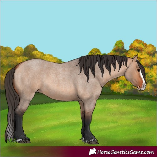 Horse Color:Unknown
