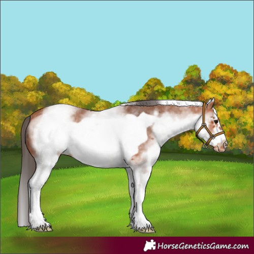 Horse Color:White Spotted Bay Frame Appaloosa 