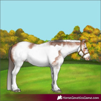 Horse Color:White Spotted Bay Frame Appaloosa 