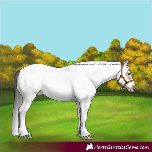 Horse Color:White Spotted Bay Frame Appaloosa 