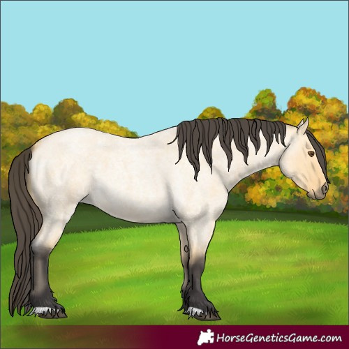 Horse Color:Buckskin Roan Dun