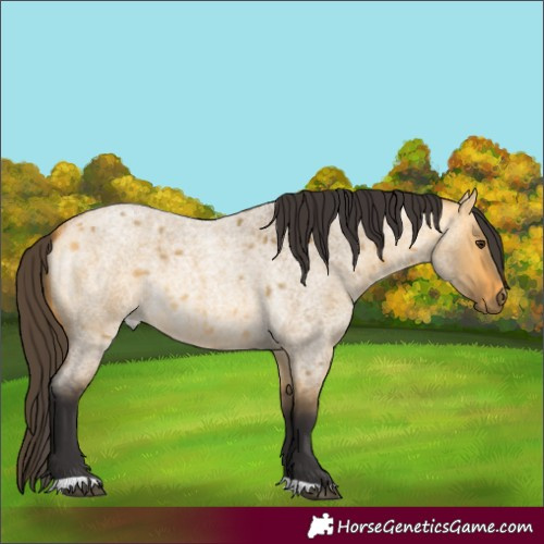 Horse Color:Buckskin Roan Dun