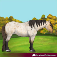 Horse Color:Buckskin Roan Dun 