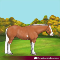 Horse Color:Silver Bay Splash Rabicano 