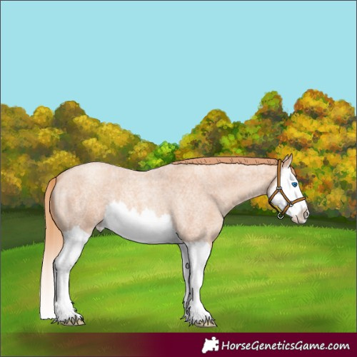 Horse Color:Gold Champagne Roan Splash 
