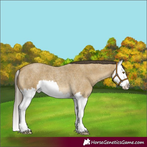 Horse Color:Classic Cream Champagne Roan Splash