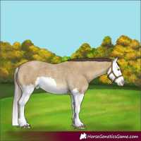 Horse Color:Classic Cream Champagne Roan Splash 